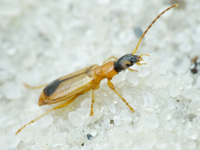 Lebiinae Bonelli, 1810